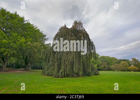 Trauerbuche (Fagus sylvatica 'pendula', Fagus sylvatica pendula), auf einem Rasen auf der Aussenalster, Deutschland, Hamburg Stockfoto