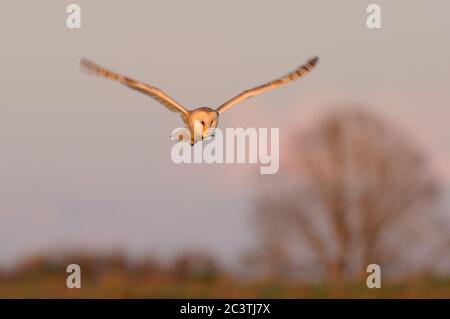 Scheune Owl, Tyto alba, Jagd auf Last Light, Suffolk Stockfoto