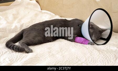Graue Katze mit einer Pfote und einem Tierarztkragen liegt auf dem Sofa und winkt mit dem Schwanz. Stockfoto