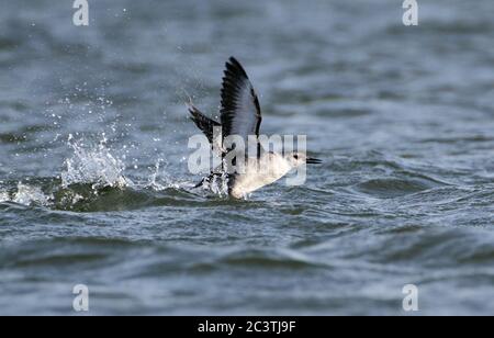 Schwarze Guillemot (Cepphus grylle), erster Winter beim Start aus der Nordsee. Überwinternder Vogel an der niederländischen Küste, Niederlande Stockfoto