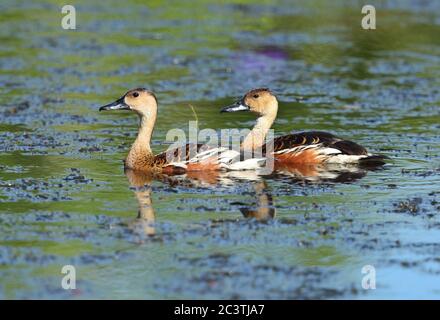 Wandernde Pfeifente (Dendrocygna arcuata), Schwimmenpaar, Seitenansicht, Australien, Queensland, Ingham, Tyto-Feuchtgebiet Stockfoto