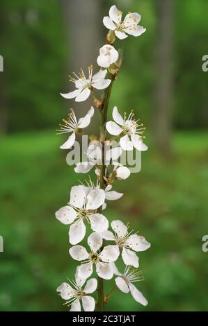 Kirschpflaume, Myrobalan Pflaume (Prunus cerasifera), blühender Zweig, Deutschland, Bayern Stockfoto