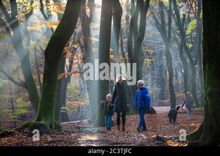 Gemeine Buche (Fagus sylvatica), Familie zu Fuß durch einen herbstlichen Wald, Niederlande, Gelderland, Veluwe, Speulderbos Stockfoto