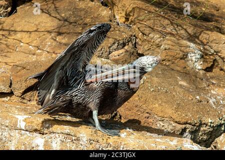 Brauner Pelikan (Pelecanus occidentalis), Erwachsene, auf einem Felsen aufgehauen, Ecuador, Galapagos-Inseln Stockfoto