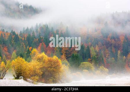 Nadelwald im Morgennebel, Slowenien, Kranjska Gora, See Jasna Stockfoto