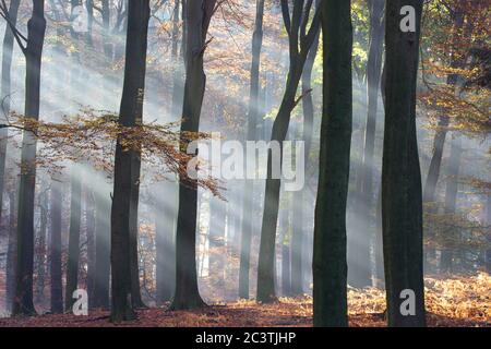 Buche (Fagus sylvatica), Sonnenstrahlen im Nebelwald im Herbst, Niederlande, Gelderland, Veluwe, Speulderbos Stockfoto