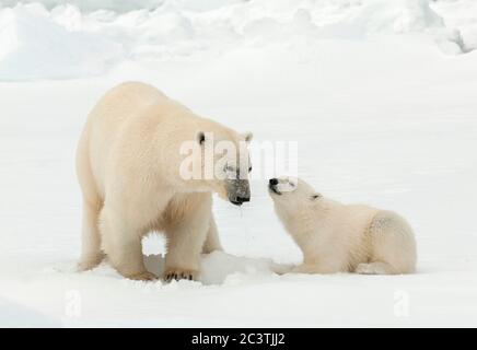 Eisbär (Ursus maritimus), Eisbär mit Jungtier im Schnee, Norwegen, Spitzbergen Stockfoto