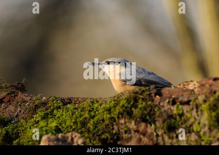 Nuthatch, Sitta europaea, auf Moosholzlog, Suffolk, UK Stockfoto