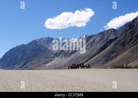 Kamelsafari mit Doppelhumm im Nubra Valley, Ladakh Indien. Stockfoto