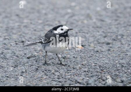 Pied Wagtail, Motacilla alba, auf der Straße, Suffolk Stockfoto