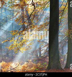 Buche (Fagus sylvatica), Sonnenstrahlen im Nebelwald im Herbst, Niederlande, Gelderland, Veluwe, Speulderbos Stockfoto