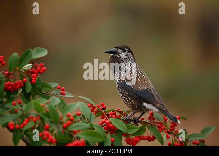 Getupfter Nussknacker (Nucifraga caryocatactes macrorhynchos, Nucifraga macrorhynchos), überwintert in den Niederlanden. Auf einem Gartenbusch voller roter Beeren gelegen, Niederlande, Gelderland, Wageningen Stockfoto