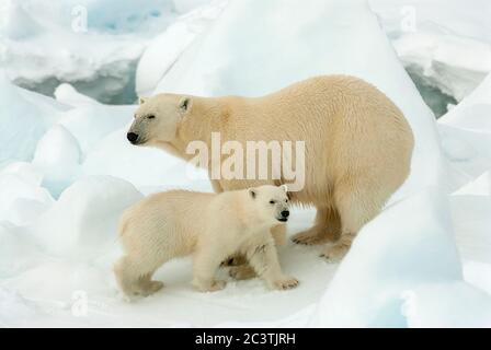 Eisbär (Ursus maritimus), Eisbär mit Bärenjungen im Packeis, Norwegen, Spitzbergen Stockfoto