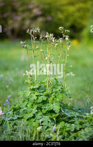 Europäische Säulenblume (Aquilegia vulgaris), in Knospe, Niederlande, Frisia Stockfoto