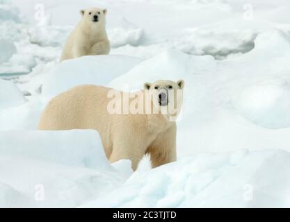 Eisbär (Ursus maritimus), Eisbär mit Bärenjungen im Packeis, Norwegen, Spitzbergen Stockfoto