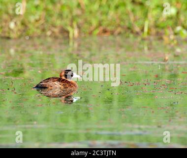 Maskierte Ente, Nomonyx dominicus (Nomonyx dominicus), Männchen im Pool, Brasilien, Regua Stockfoto