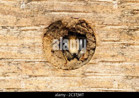 Rote Freimaurerbiene, Osmia bicornis, Synonym Osmia rufa, im Bienenhaus, Norfolk, Mai Stockfoto