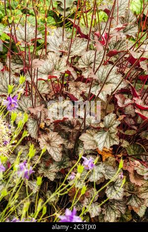 Heuchera „Zinn Veil“ Heuchera Hardy Stauden Pflanzengarten Heucheras Laub Mehrjährige Blätter Pflanzen Schattierte Hardy Grenze Stockfoto