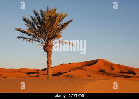 Dattelpalme (Phoenix dactylifera), Dattelpalme in der Wueste bei Merzouga, Marokko, Sahara Stockfoto