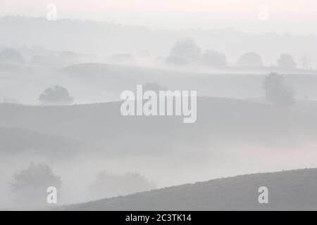 Heide im Morgennebel an der Posbank im Herbst, Niederlande, Gelderland, Veluwe, Posbank Stockfoto