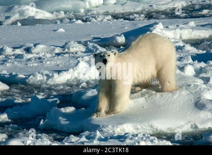 Eisbär (Ursus maritimus), auf Packeis stehend, Norwegen, Spitzbergen Stockfoto