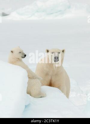 Eisbär (Ursus maritimus), Eisbär mit Bärenjungen im Packeis, Norwegen, Spitzbergen Stockfoto