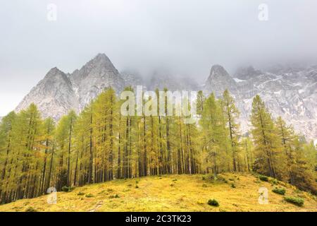 Gemeine Lärche, Europäische Lärche (Larix decidua, Larix europaea), Lärchenwald im Herbst, Slowenien, Kranjska Gora, See Jasna Stockfoto