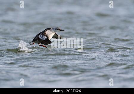 Schwarze Guillemot (Cepphus grylle), erster Winter beim Start aus der Nordsee. Überwinternder Vogel an der niederländischen Küste, Niederlande Stockfoto