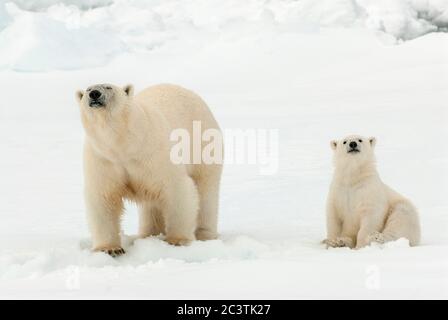 Eisbär (Ursus maritimus), Eisbär mit Bärenjungen im Packeis, Norwegen, Spitzbergen Stockfoto