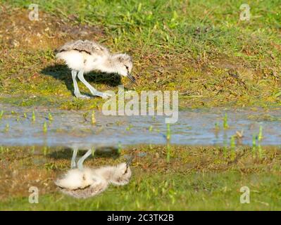 riedschnecke (Recurvirostra avosetta), Küken auf der Nahrungssuche an einem Teich, Seitenansicht, Niederlande, Texel Stockfoto