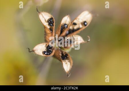 Europäische Säulenblume (Aquilegia vulgaris), offene Frucht mit Samen, Niederlande, Friesland Stockfoto