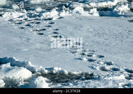 Eisbär (Ursus maritimus), Spuren im Schnee, Norwegen, Spitzbergen Stockfoto