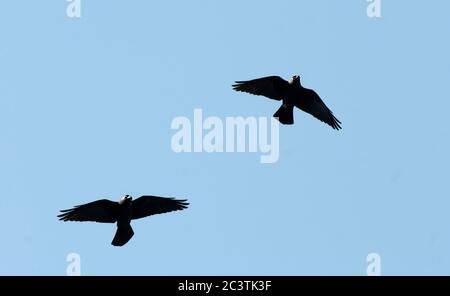 Dohlen (Corvus monedula, Coloeus monedula), zwei Dohlen im Flug, Blick von unten, Niederlande Stockfoto