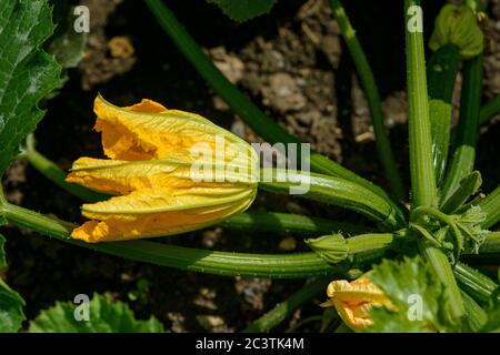 Blühende weibliche Blume von Courgette -close-up Stockfoto