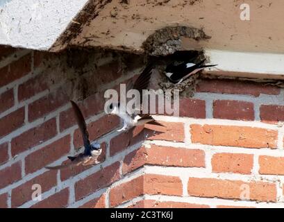 Gemeines Haus martin (Delichon urbica, Delichon urbicum), im Flug bei Nest, Niederlande, Texel Stockfoto