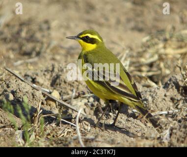 Grennkopf-Oststelze (Motacilla tschutschensis taivana, Motacilla taivana), Männchen auf dem Boden, Südkorea, Heuksan do Stockfoto