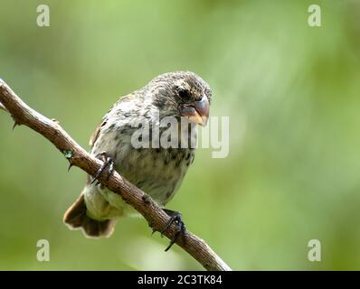 Mittelfink (Geospiza fortis), Weibchen auf einem Zweig, Ecuador, Galapagos-Inseln Stockfoto
