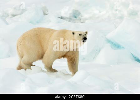 Eisbär (Ursus maritimus), Wandern auf Packeis, Seitenansicht, Norwegen, Spitzbergen Stockfoto