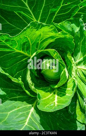 Spitzweissen Kohl, Brassica oleracea var. capit- wächst im Garten, Mitte juni , Surrey, Ukata für. alba subv. conica Stockfoto