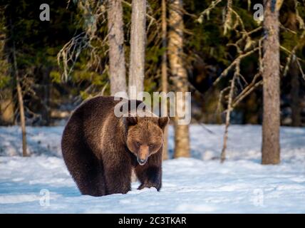 Braunbär auf dem Schnee im Winterwald. Wissenschaftlicher Name: Ursus Arctos. Wilde Natur. Natürliche Lebensräume. Stockfoto