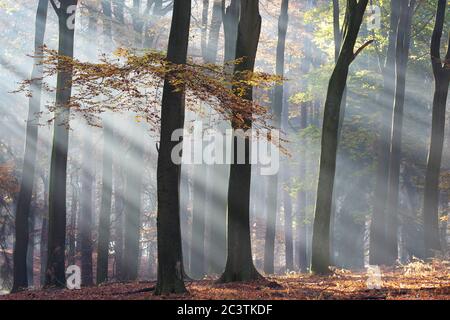 Buche (Fagus sylvatica), Sonnenstrahlen im Nebelwald im Herbst, Niederlande, Gelderland, Veluwe, Speulderbos Stockfoto