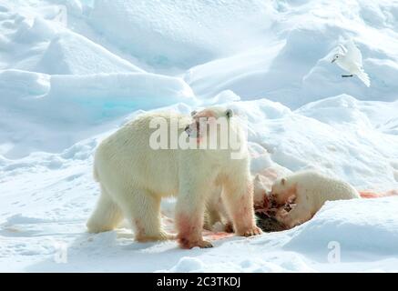 Eisbär (Ursus maritimus), Eisbär mit zwei Jungen, die eine Robbe füttern, Elfenbeinmöwe auf der Landflucht, Norwegen, Spitzbergen Stockfoto