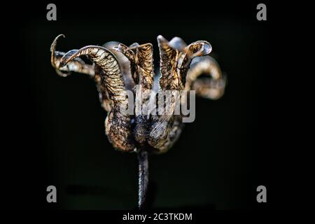 Europäische Säulenblume (Aquilegia vulgaris), offene Frucht vor schwarzem Hintergrund, Niederlande, Friesland Stockfoto