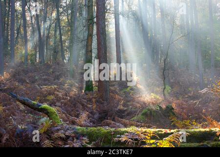 Schottische Kiefer, Schottische Kiefer (Pinus sylvestris), Sonnenstrahlen in Nebelwald, Niederlande, Gelderland, Veluwe, Speulderbos Stockfoto