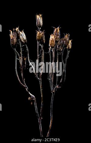 Europäische Säulenblume (Aquilegia vulgaris), Früchte auf schwarzem Hintergrund, Niederlande, Friesland Stockfoto