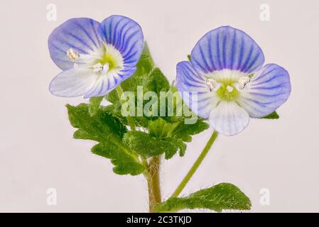 Buxbaums Speedwell, Persischer Speedwell (Veronica persica), Blumen, Deutschland Stockfoto