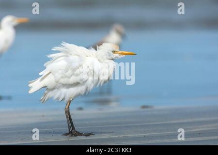 Rinderreiher, Buffreiher (Ardeola Ibis, Bubulcus Ibis), Barsche bei Ebbe am Strand, Gambia, Western Division WD, Tanji Vogelreservat Stockfoto