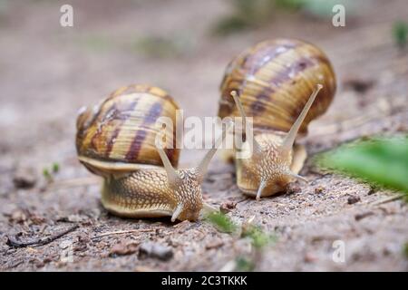 Zwei Schnecken Rennen ( Helix pomatia ) Stockfoto