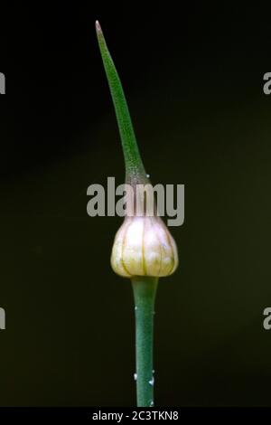 Feldknoblauchzehen, Krähenglibien, Wildzwiebeln (Allium vineale), Blütenstand in Knospen vor schwarzem Hintergrund, Niederlande, Frisien Stockfoto