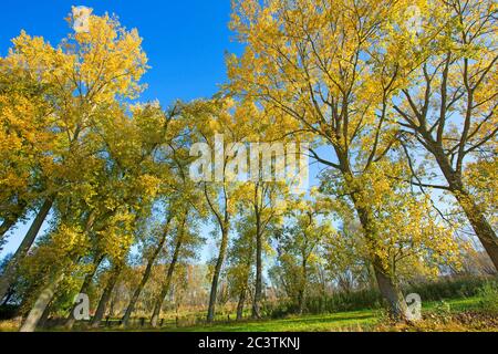 aspen, Pappel (Populus spec.), Pappeln im Herbst, Belgien, Ostflandern, Naturschutzgebiet Langemeersen, Oudenaarde Stockfoto